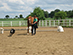 Pferde zum Mitmachen motivieren ganz ohne Ausrüstung.